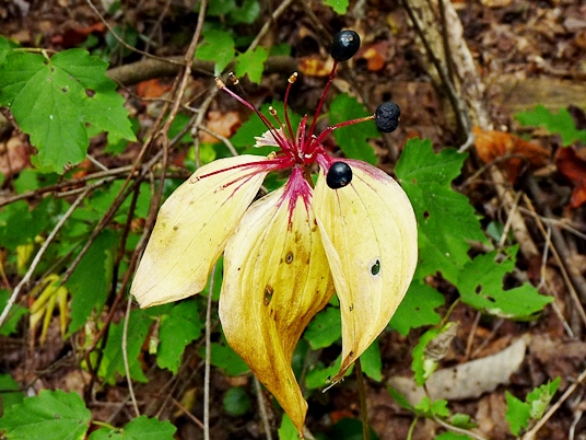 {Medeola virginiana}
